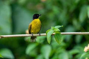 Black-capped Bulbul perches gracefully on a slender branch, its vivid yellow body contrasting...