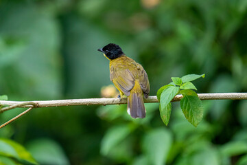 Black-capped Bulbul perches gracefully on a slender branch, its vivid yellow body contrasting...