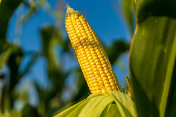 A close-up view shows a vibrant yellow ear of corn, ripe and ready for harvest, surrounded by green stalks against a clear blue sky
