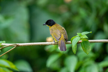 Black-capped Bulbul perches gracefully on a slender branch, its vivid yellow body contrasting...
