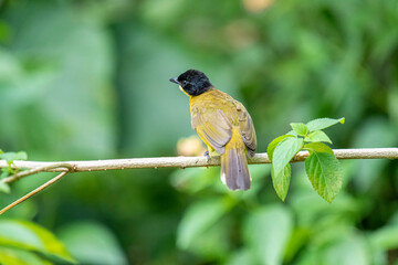 Black-capped Bulbul perches gracefully on a slender branch, its vivid yellow body contrasting...
