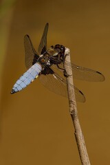 Blue Dragonfly Perched on Twig
