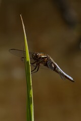 Dragonfly on Grass Blade