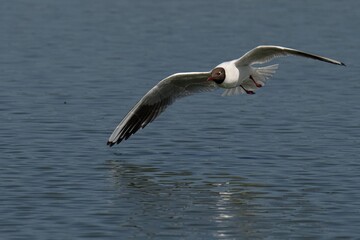 Black-headed Gull Flying Over Water