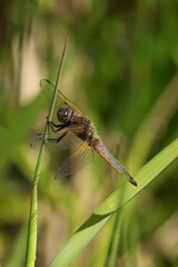 Dragonfly close-up on a leaf
