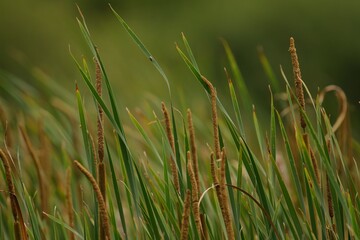 Close-up of Cattails in a Wetland