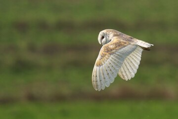 Barn owl gliding gracefully in flight.