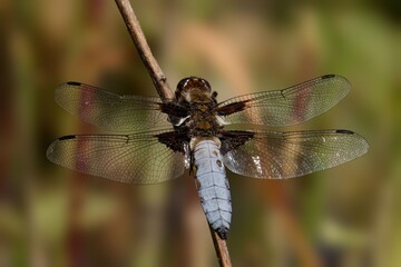 Dragonfly close-up with detailed wings.