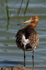 Black-tailed godwit in shallow water