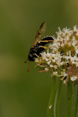 Wasp on White Flowers