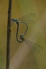 Dragonflies Mating on Twig