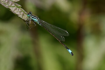 Blue Damselfly on Leaf