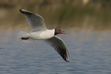 Black-headed gull soaring over a lake.