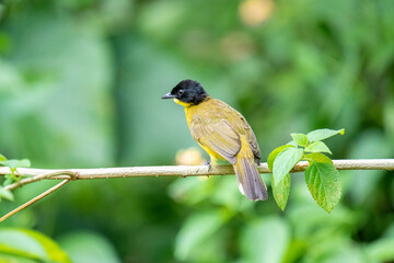 Black-capped Bulbul perches gracefully on a slender branch, its vivid yellow body contrasting strikingly with its glossy black head. Surrounded by lush green foliage.