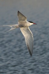 Graceful tern in flight over calm water.