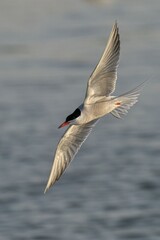 Graceful Tern in Flight
