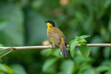Black-capped Bulbul perches gracefully on a slender branch, its vivid yellow body contrasting strikingly with its glossy black head. Surrounded by lush green foliage.
