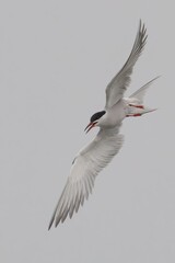 Arctic tern in graceful flight against gray sky.