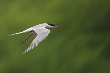 Graceful tern in flight
