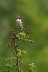 Bird on Branch with Green Background