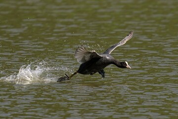 Eurasian coot running across lake surface