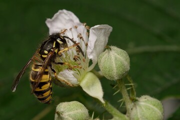 Wasp on a White Flower