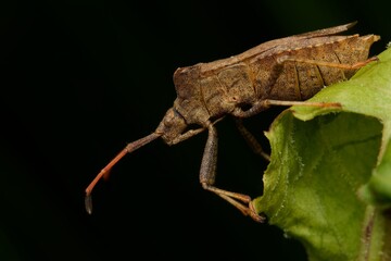 Brown Shield Bug on Green Leaf