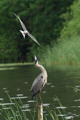 Heron and Tern in Wetland