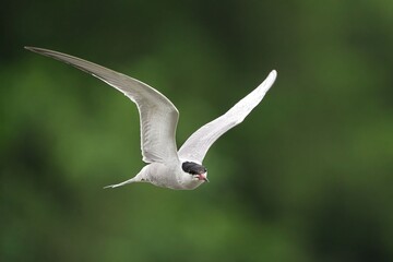 Graceful tern in flight with a blurred green backdrop.