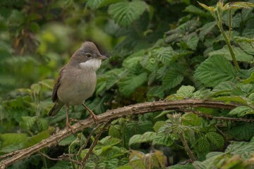 Small bird perched on a branch amid green foliage.