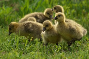 Fluffy Goslings in a Green Meadow