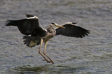 Heron Landing Gracefully on Water
