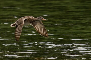 Duck in flight over a tranquil lake.