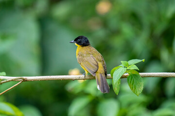 Black-capped Bulbul perches gracefully on a slender branch, its vivid yellow body contrasting strikingly with its glossy black head. Surrounded by lush green foliage.