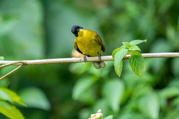 Black-capped Bulbul perches gracefully on a slender branch, its vivid yellow body contrasting strikingly with its glossy black head. Surrounded by lush green foliage.