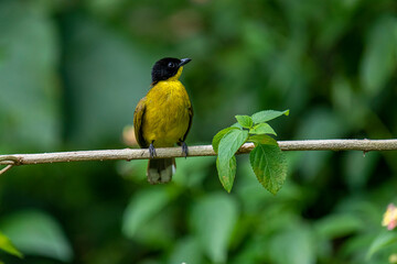 Black-capped Bulbul perches gracefully on a slender branch, its vivid yellow body contrasting strikingly with its glossy black head. Surrounded by lush green foliage.