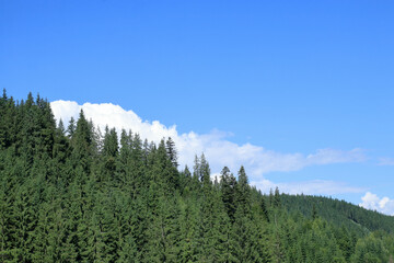 Green coniferous hillside under sunny blue sky with white clouds, calm and fresh nature view.