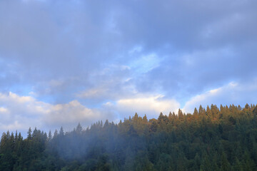 Coniferous forest under blue and grey cloudy sky, treetops lit by golden sunlight, serene evening in the mountains, wild nature, natural calmness, scenic landscape