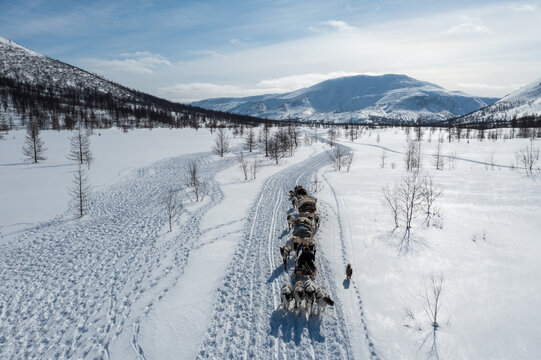 Aerial view of a line of reindeer pulling a sled through the snow-covered landscape, the stark white contrasting with the muted tones of the distant mountains, Russia.