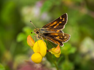 Silver-spotted Skipper on Bird's Foot Trefoil