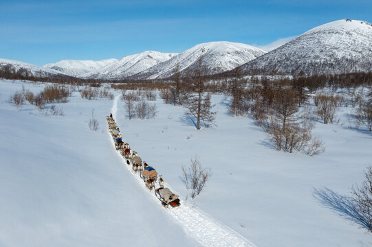 Aerial view of a long caravan of sledges pulled by reindeers moving through a snow-covered valley under a clear sky, Kirovsk, Murmansk Oblast, Russia.