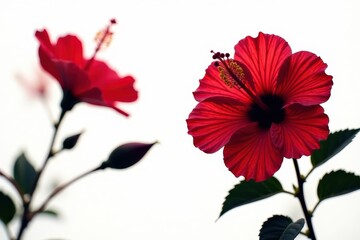 Dark hibiscus silhouettes on white, clean lines , beauty, minimal