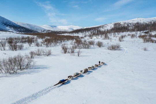Aerial view of a dog sled team cutting a path through the expansive, snow-covered landscape, with the distant, snow-capped Khibiny Mountains under a vast blue sky, Kirovsk, Murmansk Oblast, Russia.