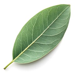 Obraz premium Apple Box Eucalyptus Leaf Elegant Long Green Foliage with Subtle Grey Undertones and Smooth Shape on Bright White Background for Minimalist Botanical Decor and Calming Nature-Inspired Design