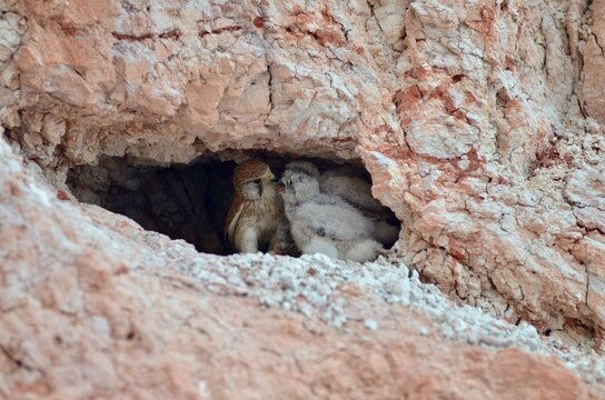 Krestel feeding offsprings with prey in a cave up in a Rocky Mountain wall in Coober Pedy