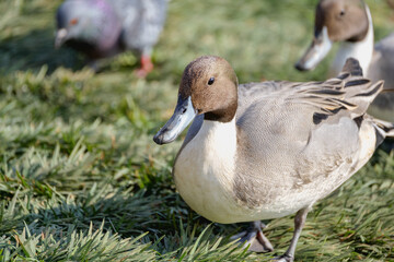 Two Northern Pintails and a Rock Dove Resting on Grass, Tokyo, Japan