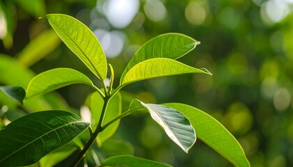 Obraz premium Fresh green leaves with visible veins against a soft, blurred background