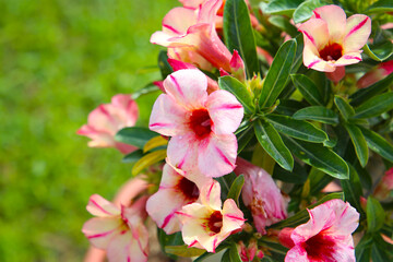 Adenium obesum, Desert rose flowers in full bloom.