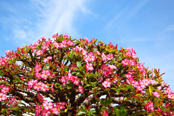 Obraz premium Adenium obesum, Pink desert rose flowers blooming under clear blue sky.