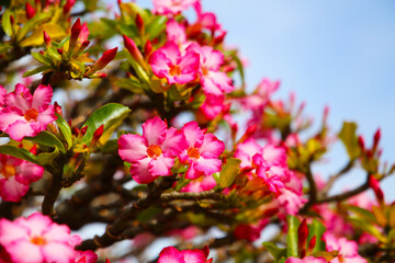 Adenium obesum, Pink desert rose flowers blooming under clear blue sky.